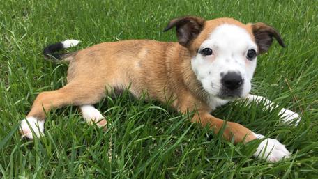 Cute puppy in the grass wallpaper