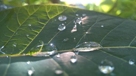 Nature's Dewy Embrace wallpaper