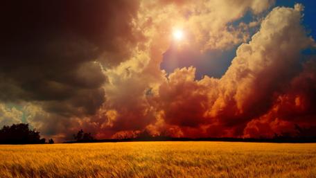 Golden sunset above the wheat field wallpaper