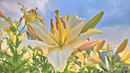Lily in the morning wallpaper