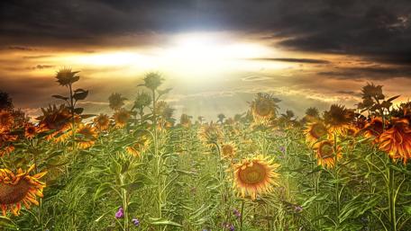 Summer sunflowers in the sunset wallpaper