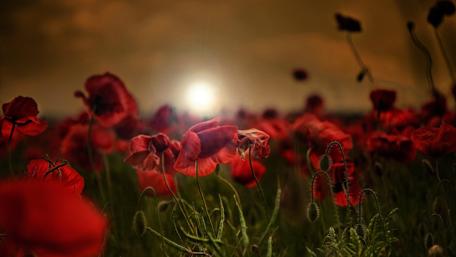 Poppy field in the sunset wallpaper