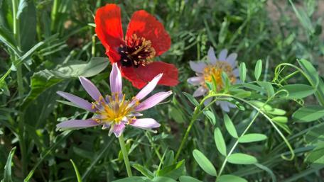 Red, pink and white flowers wallpaper