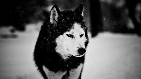 husky wallpaper
