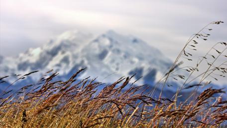 Denali National Park - Alaska wallpaper