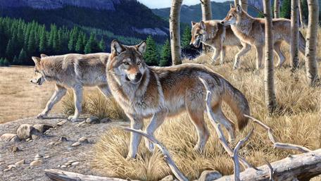 Gray wolf painting art wallpaper