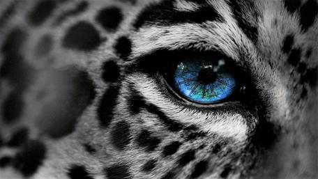 Black White Jaguar wallpaper