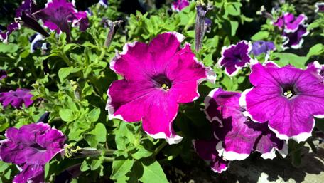 Colorful petunias wallpaper