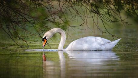 Swan on the water wallpaper