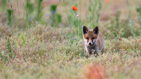 Cute red fox wallpaper