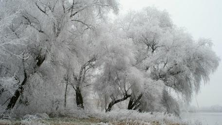 Frozen trees wallpaper