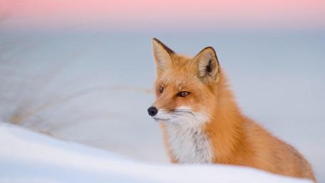 Red fox in the snow wallpaper