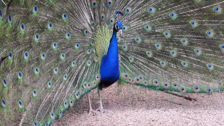 The Peacock wallpaper