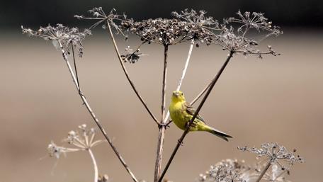 Yellowhammer wallpaper