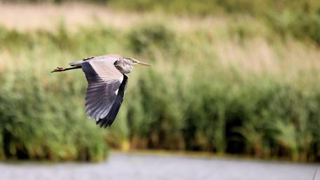 Grey heron wallpaper