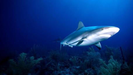 Shark in the blue sea wallpaper