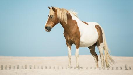Western horse wallpaper