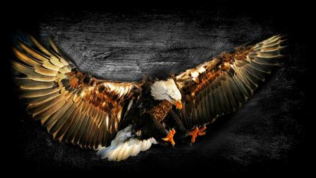 Flying eagle art wallpaper