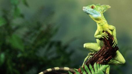 Vibrant Iguana in Nature's Embrace wallpaper