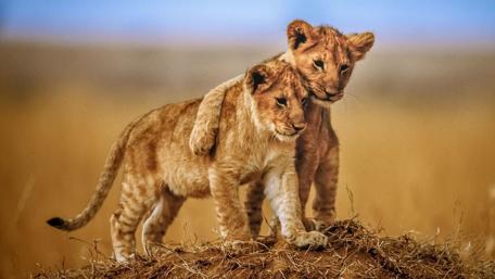 Cute lion cubs wallpaper