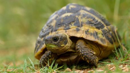 Turtle in the grass wallpaper