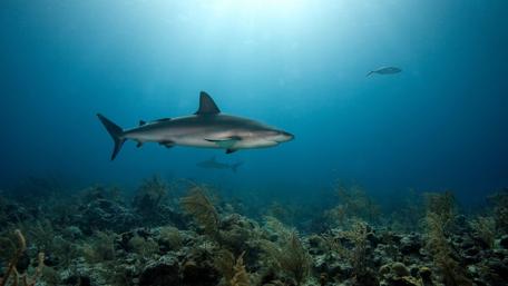 Caribbean Reef Shark wallpaper