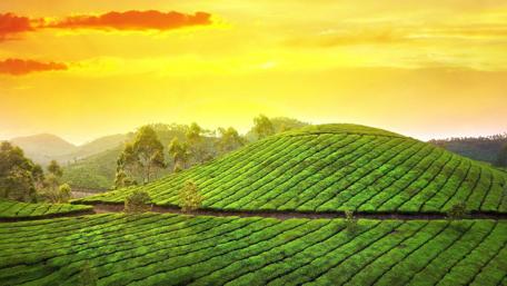 Tea Garden hill station in Karela, India wallpaper