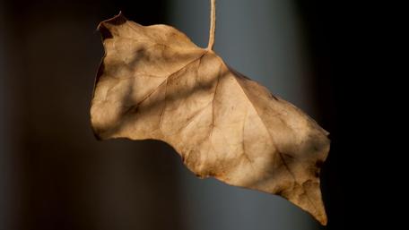 Brown leaf wallpaper