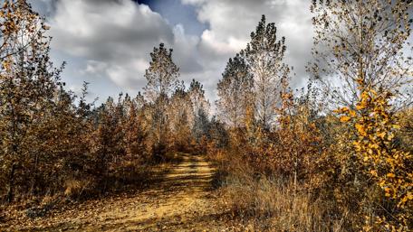 Autumn sunlight wallpaper