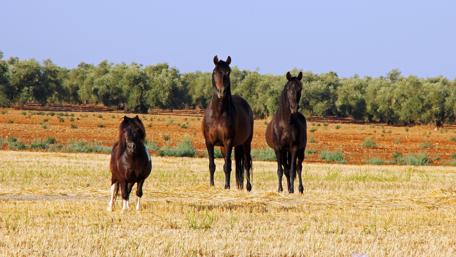 Horses in the field wallpaper