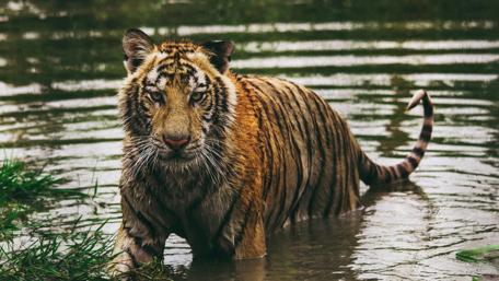 Tiger wallpaper