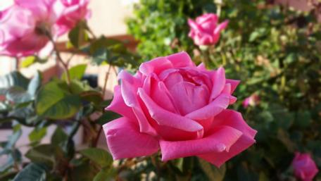 Pink rose wallpaper