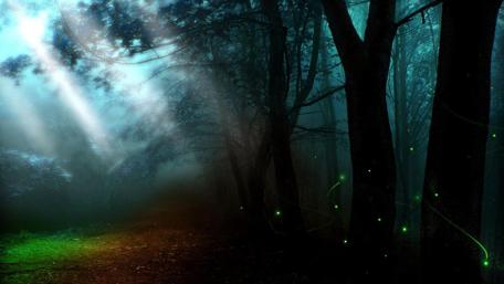 Fireflies in the forest wallpaper