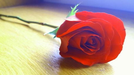 Elegant Red Rose on Wooden Surface wallpaper