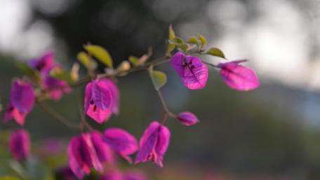 Purple bougainvillea wallpaper