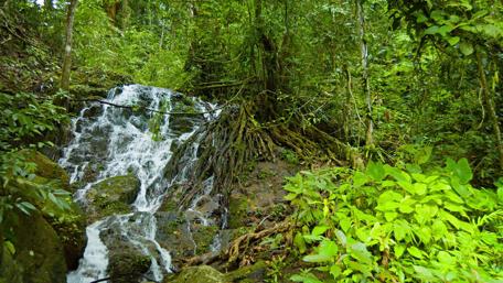 Waterfall in the rainforest wallpaper