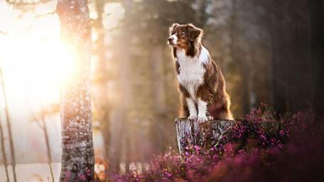 Border Collie wallpaper