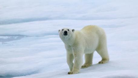 Polar bear in the ice field wallpaper