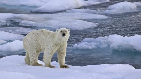 Polar bear on ice wallpaper