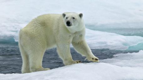 Polar bear wallpaper