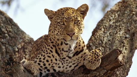 Leopard in the tree wallpaper