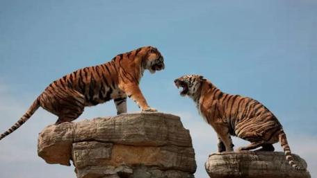 Tigers wallpaper
