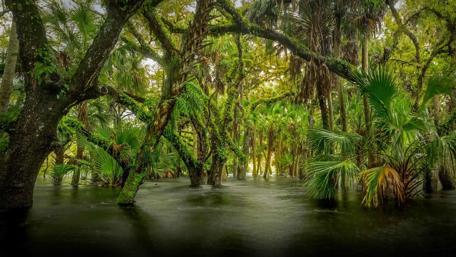 Myakka River State Park wallpaper