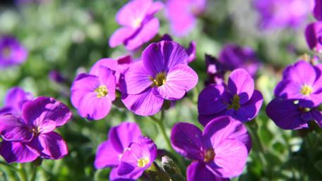 Vibrant Spring Blossoms in Purple Hues wallpaper