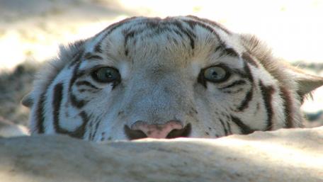 White tiger wallpaper