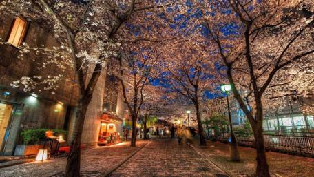 Cherry blossom in Kyoto wallpaper