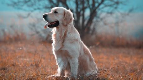 Labrador Retriever wallpaper