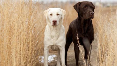 Labrador Retrievers wallpaper