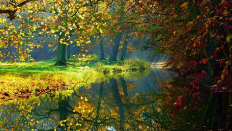 Autumn in the forest wallpaper