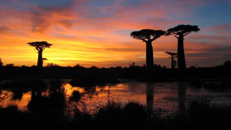 Kirindy National Park, Madagascar wallpaper